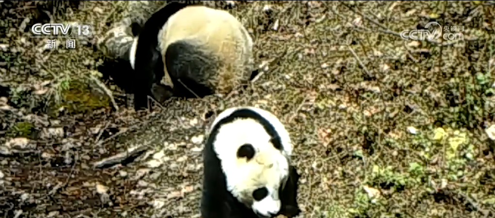 跟著國寶看美麗中國 共筑野生動物保護長城(圖10)