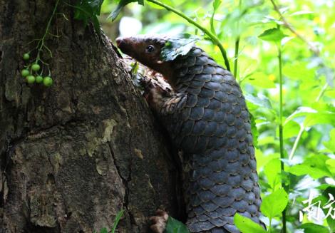 嚴厲打擊亂捕濫獵 江西發布通告禁止獵捕陸生野生動物(圖1)