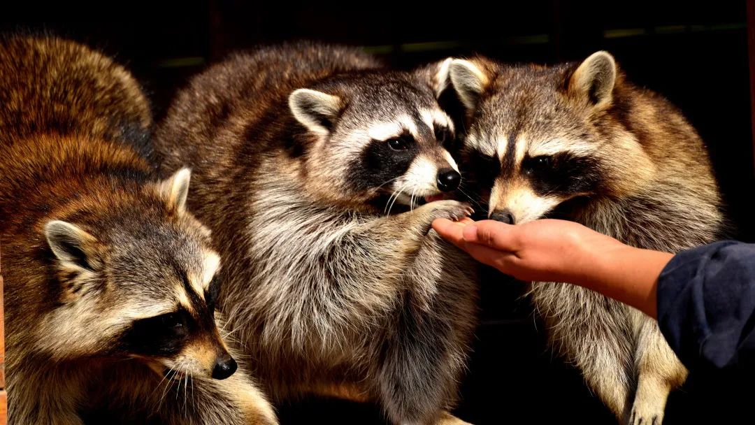 額爾古納開辟綠色通道：助力野生動物安全遷徙(圖1)