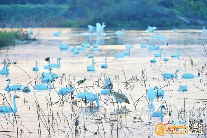 【齊參與】野生動物保護答題(圖1)