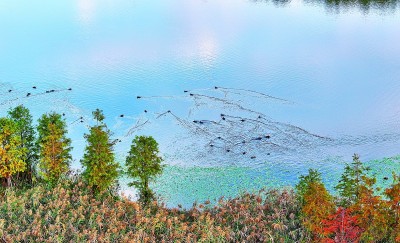 重慶梁平雙桂湖國家濕地公園：濕地留候鳥倩影 碧湖繪生態新圖(圖3)