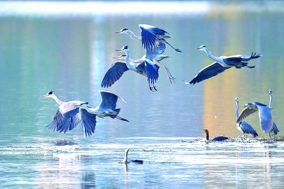 重慶梁平雙桂湖國家濕地公園：濕地留候鳥倩影 碧湖繪生態新圖(圖1)