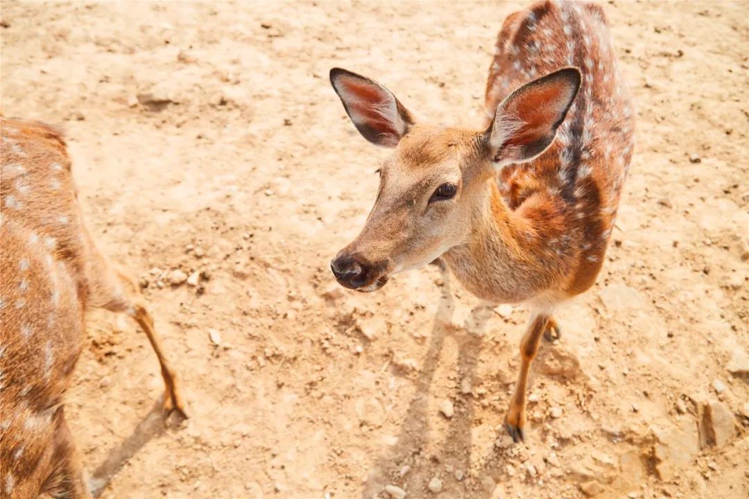 2025年“川南經濟區一體化發展”野生動物疫源疫病聯防聯控聯席會議在自貢召開(圖1)