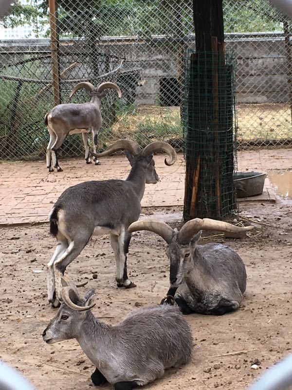 150件具有世界代表性的野生動物標本 將入駐四川自貢恐龍博物館(圖1)