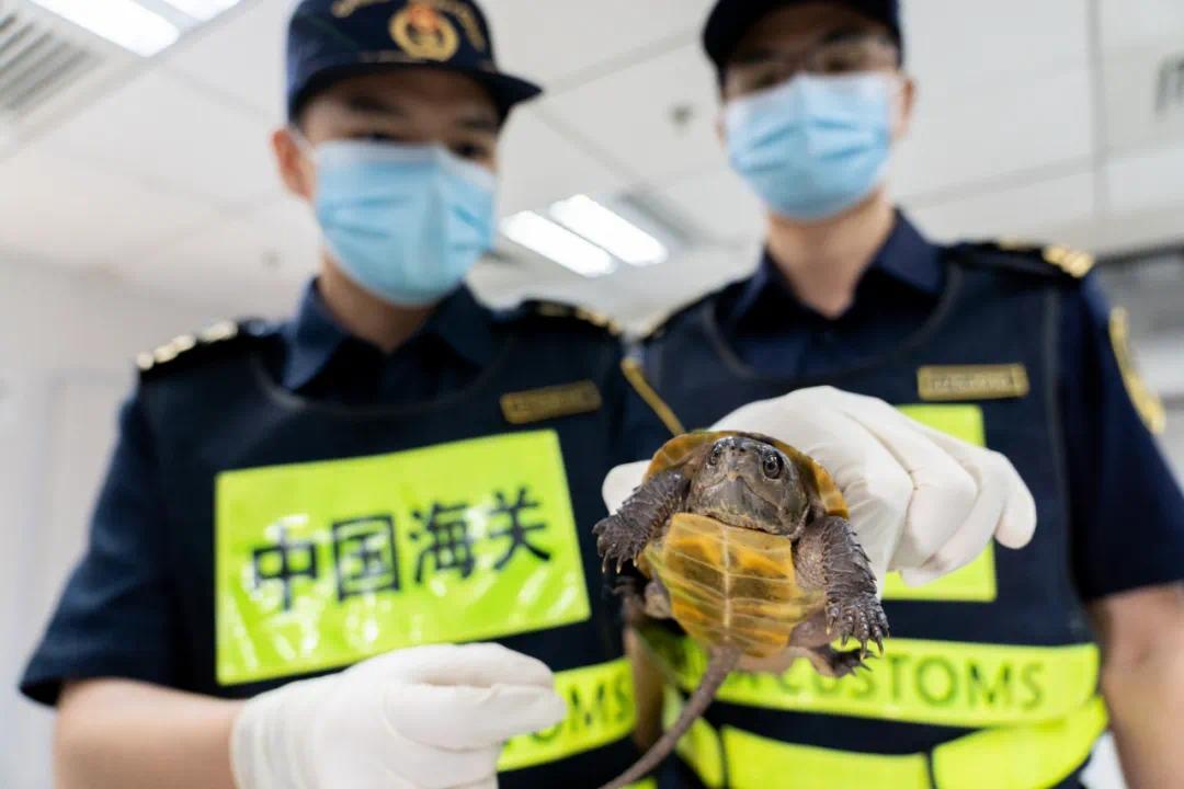 首次 內地向香港返還走私瀕危野生動物(圖3)