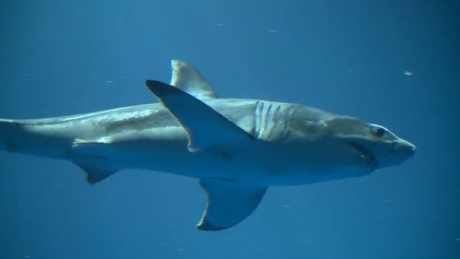 無法囚禁的鯊魚——大白鯊的水族館養殖史(圖4)