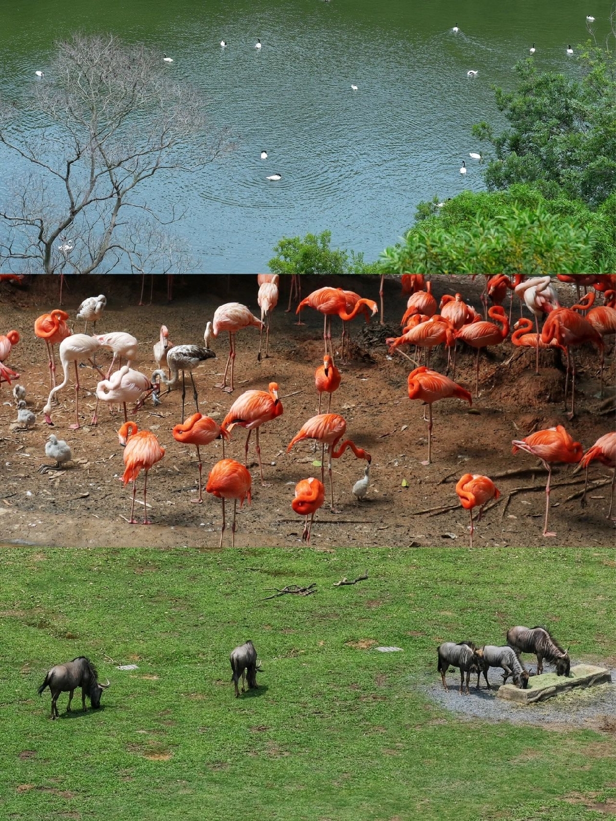 湖北系統全面梳理全省重點陸生野生動物資源(圖1)