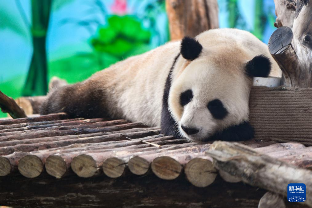 蘭州野生動物園熊貓館正式開館(圖1)