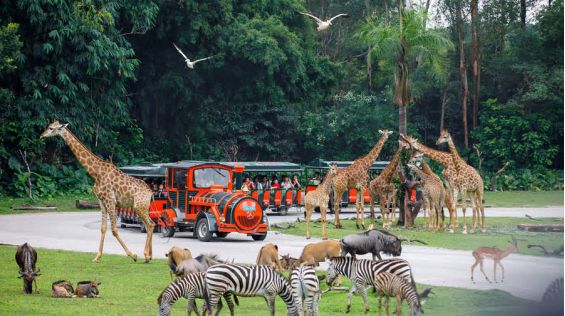 66歲的廣州動物園改造：該以人還是以動物為本？(圖5)