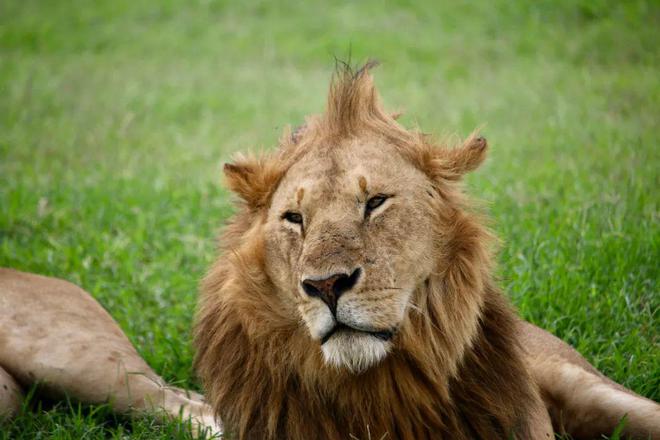 招募·肯尼亞｜與野生動物共舞的每一個清晨比任何鬧鐘更懂自由(圖5)