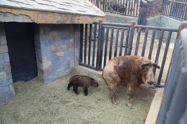 石家莊市動物園秦嶺羚牛再添新丁(圖2)