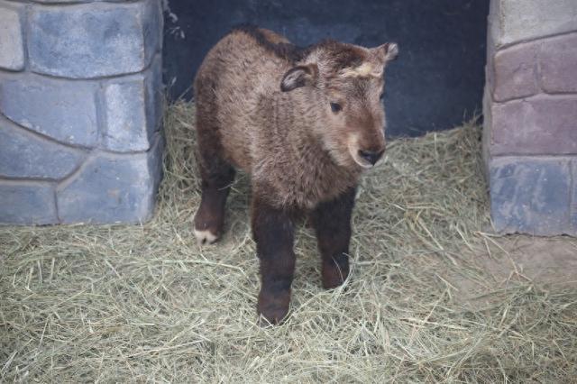 石家莊市動物園秦嶺羚牛再添新丁(圖1)