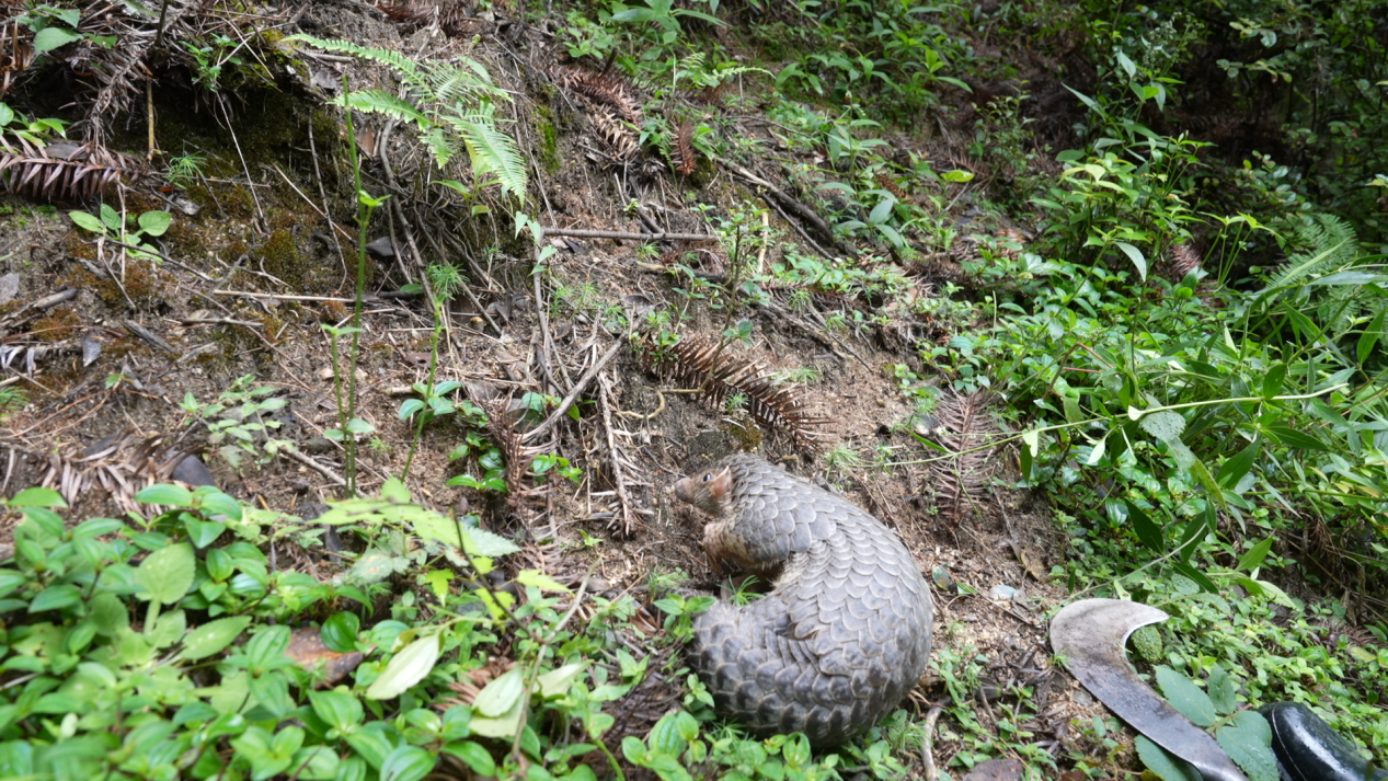 野生動物數量“逆襲”背后樂安藏著什么秘密？(圖3)