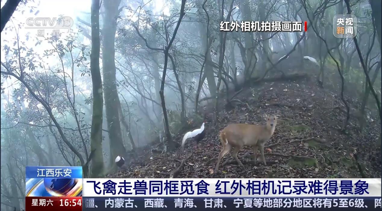 野生動物數量“逆襲”背后樂安藏著什么秘密？(圖1)