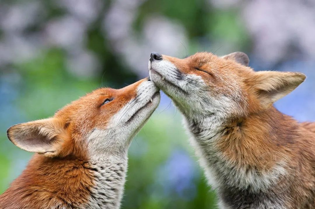 我省啟動野生動物保護“巡山清套”攻堅行動(圖1)