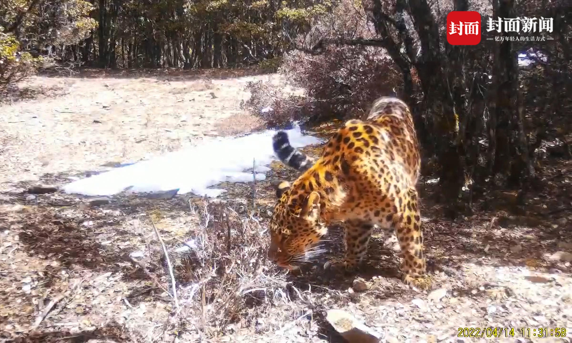 咸豐發現國家一級保護野生動物黑鸛(圖1)