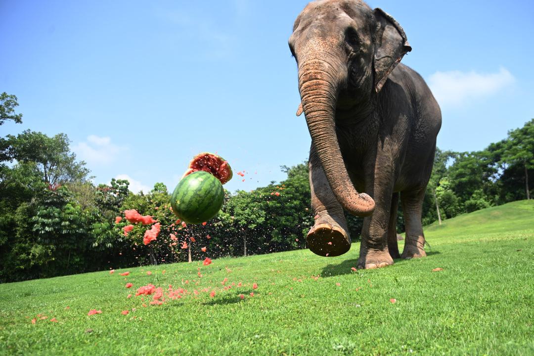 落戶南區的“首個野生動物園項目”大家最關心的問題答案都在這里(圖1)