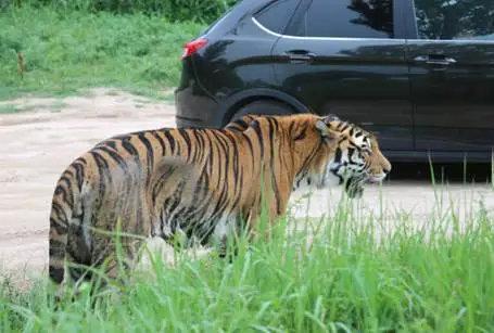 國家林草局：我國珍貴、瀕危野生動物呈現總體恢復增長(圖1)