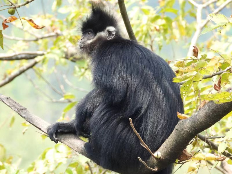 貴州梵凈山監測近300種野生動物珍稀物種迎來春天(圖1)