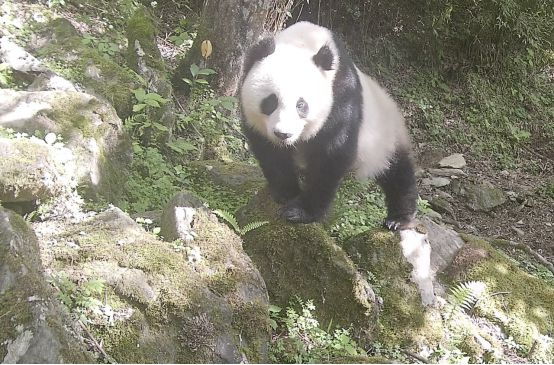 “世界野生動植物日”看我國如何守護“人類的朋友”(圖2)