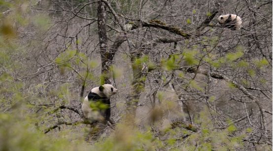 “世界野生動植物日”看我國如何守護“人類的朋友”(圖1)