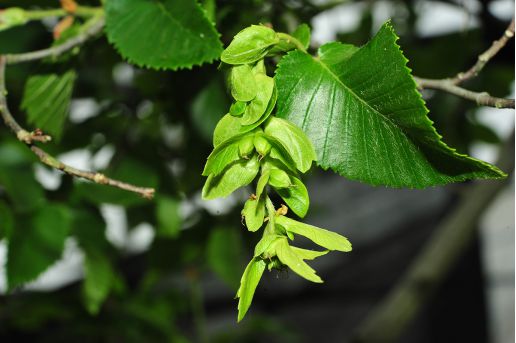 “世界野生動植物日”看我國如何守護“人類的朋友”(圖6)