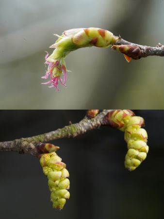 “世界野生動植物日”看我國如何守護“人類的朋友”(圖5)