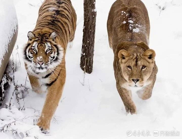 野生動物多了 生態環境好了(圖1)