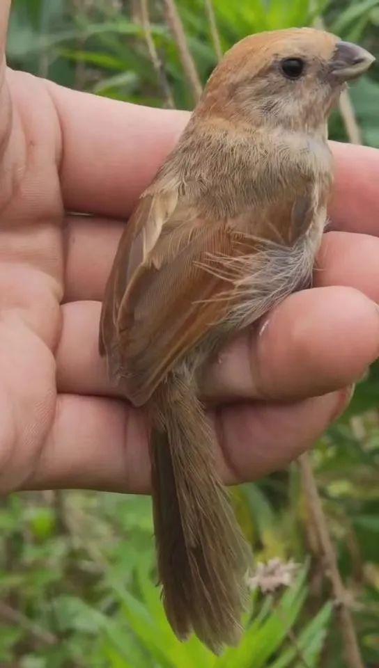 世界野生動植物日 法槌在環資司法修復基地敲響(圖1)