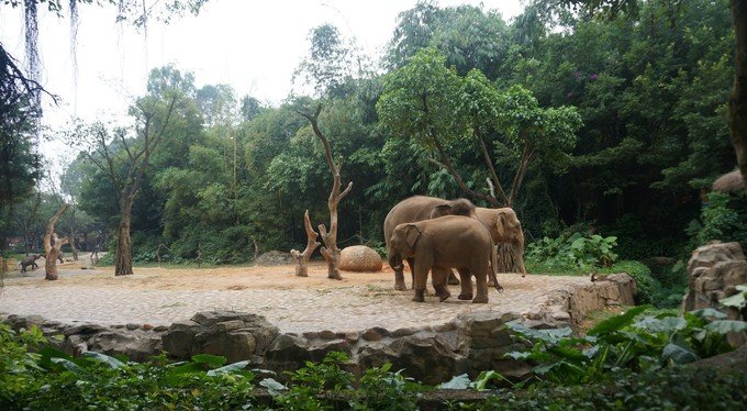 南京去年收容救護野生動物1300多只(圖1)