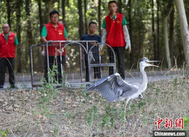 青海科學放歸9只猛禽揭開野生動物保護新篇章(圖1)