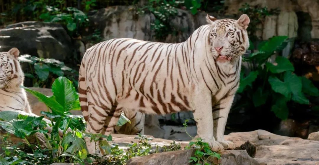 南京去年救助1300余只野生動物推進生態保護(圖1)