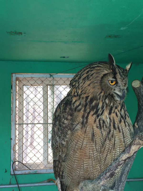 守護秦巴深處的生態寶藏：漢中市野生動物救護行動紀實(圖1)