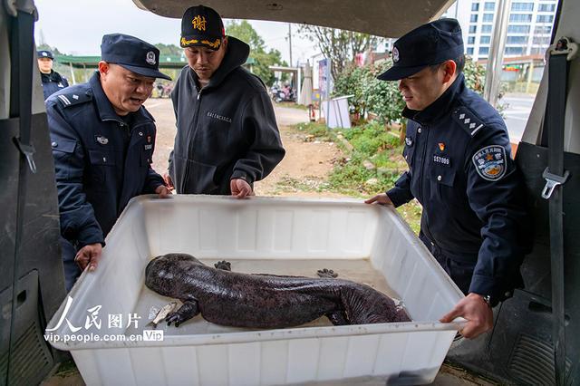 浙江金華：救助野生動物(圖2)