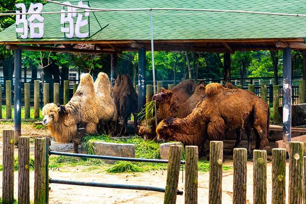 江西省野生動物植物保護新規發布145種動物入選名錄！(圖1)