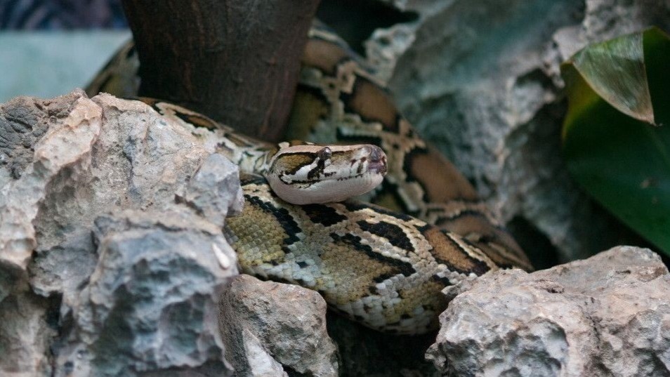 青海野生動物數量逐步呈恢復性趨勢(圖1)