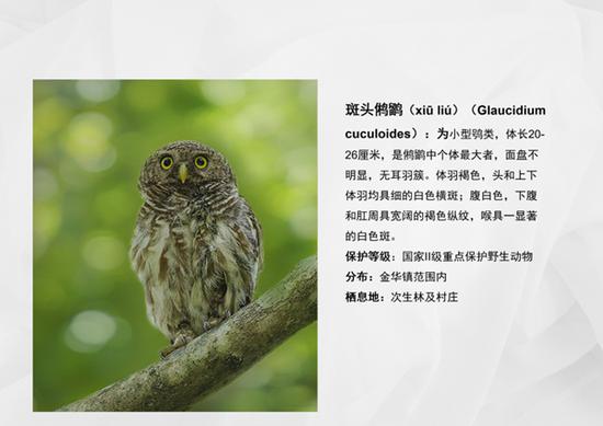 珍稀灰斑鳩首現南京(圖1)