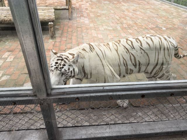 僅需 79 元動物世界花樣過大年！ 濟南野生動物世界新春活動發布會暨年終渠道答謝會圓滿舉行(圖1)