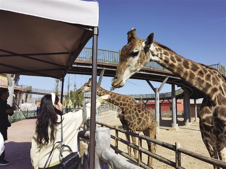 春分玄鳥至 泉州冬夏候鳥開啟“換崗”遷徙潮(圖1)